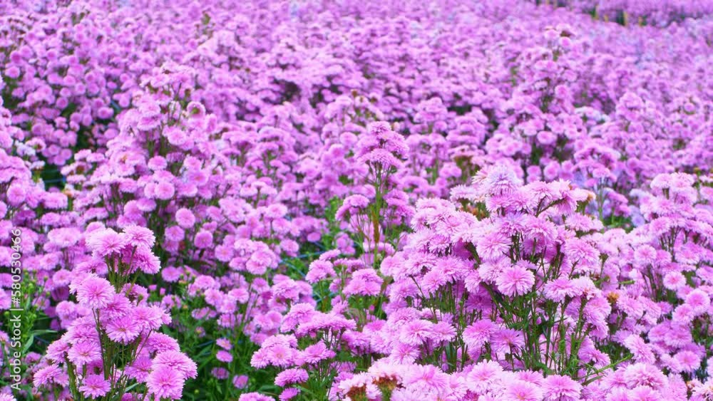 Pink Margaret fields in the mountains Pink Margaret fields in the mountains