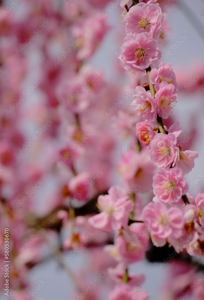 風景素材 陽光に映える綺麗な枝垂れ梅の花 風景素材 陽光に映える綺麗な枝垂れ梅の花