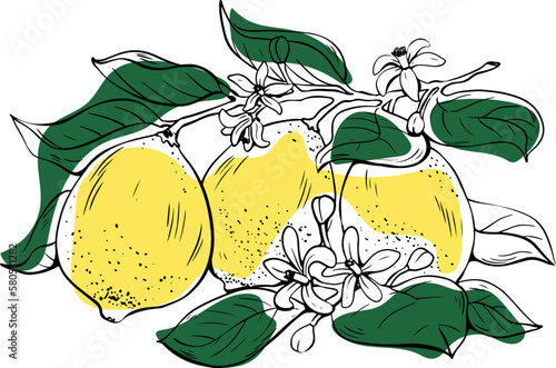 Hand drawn lineart three whole yellow lemons with flowers and green leaves on white background
