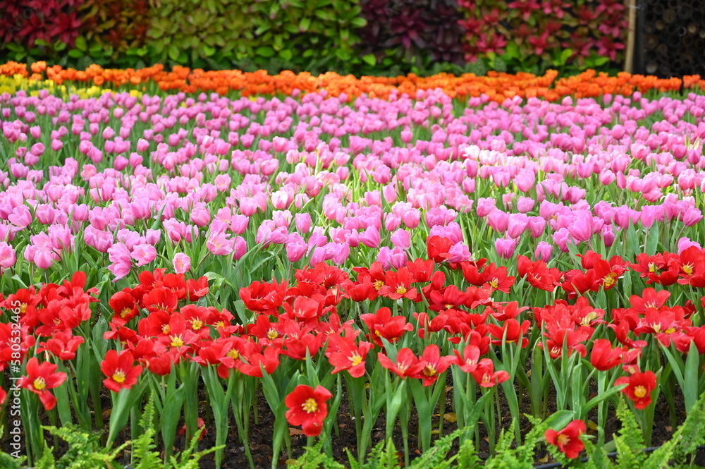 beautiful pink and red tulip in the garden beautiful pink and red tulip in the garden