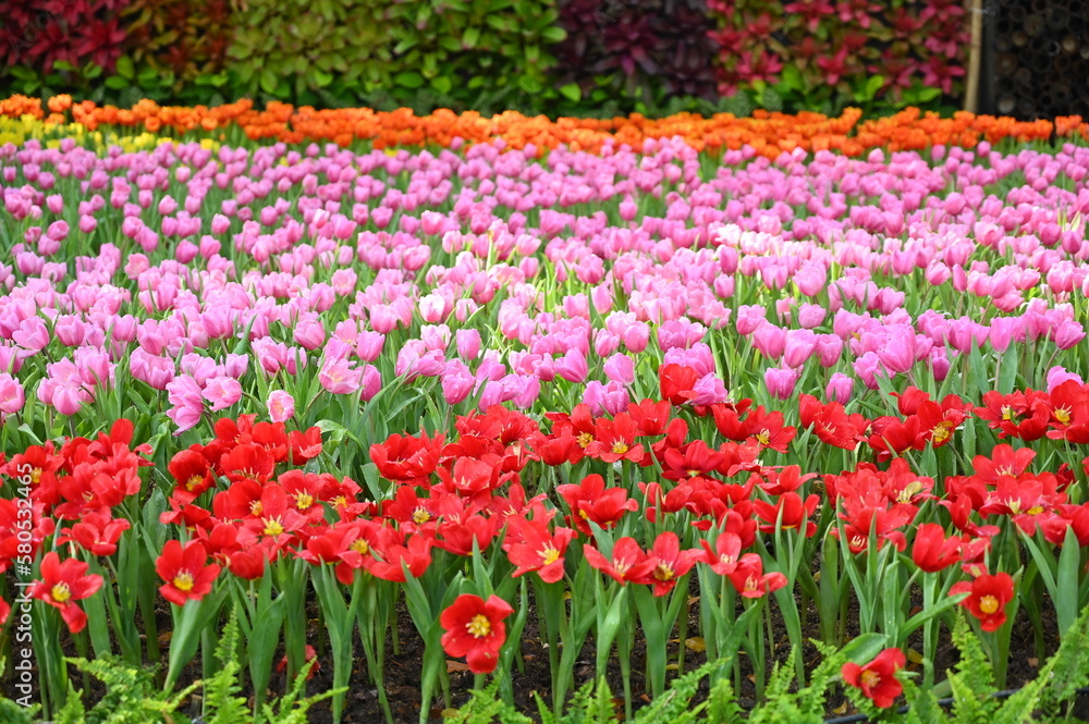 beautiful pink and red tulip in the garden