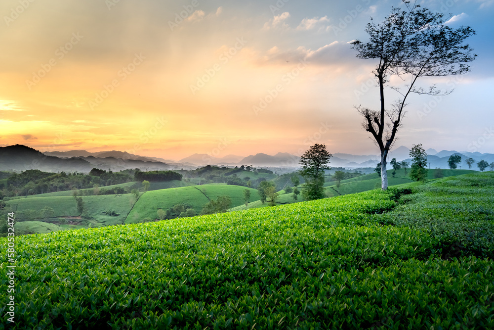 Foto de See the Long Coc tea hill, Phu Tho province, Vietnam in the