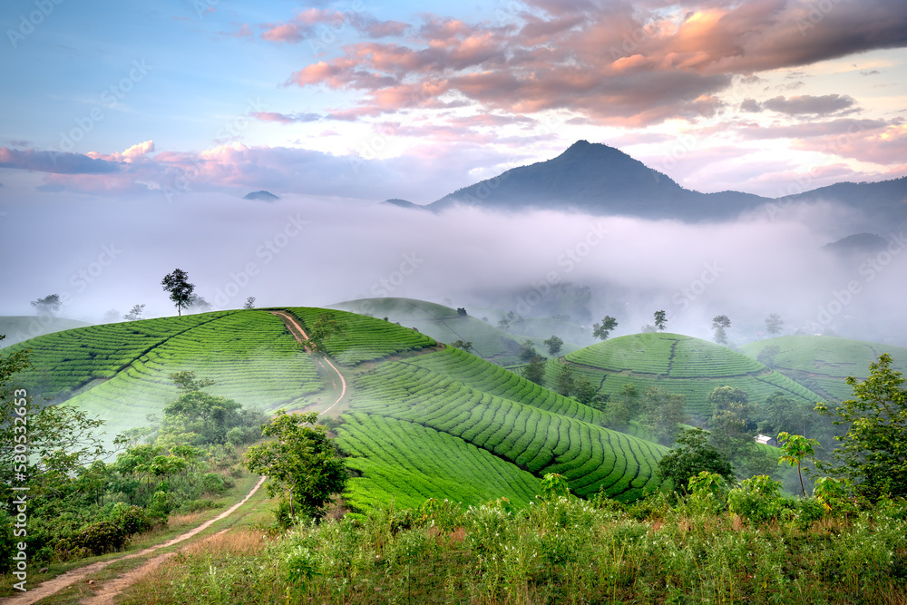 See the Long Coc tea hill, Phu Tho province, Vietnam in the morning mist. This is the most beautiful tea hill in Vietnam with hundreds and thousands of hills, large and small.