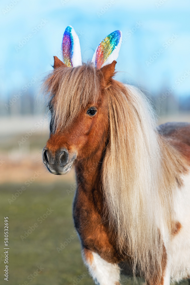 Lovely shetland pony with bunny ears on its head. Funny Easter bunny.