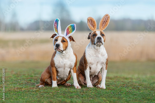 Canvas Print Two dogs with bunny ears on their heads. Funny easter bunnies.