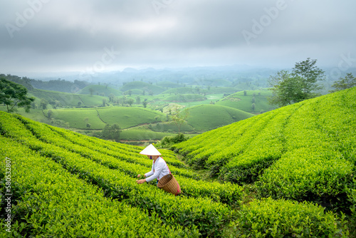 Ethnic Muong woman harvesting green tea on Long Coc tea hill, Phu Tho province, Vietnam