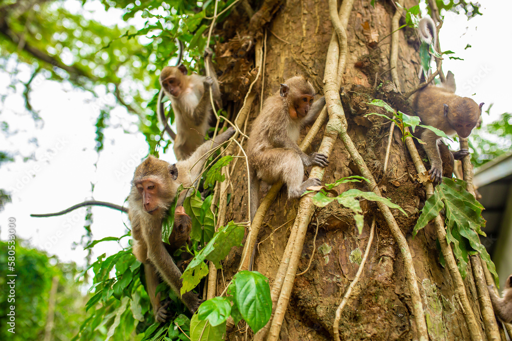 Monkeys in nature in the jungle of Thailand. A flock of monkeys in the trees. Wildlife scene with wild animals.