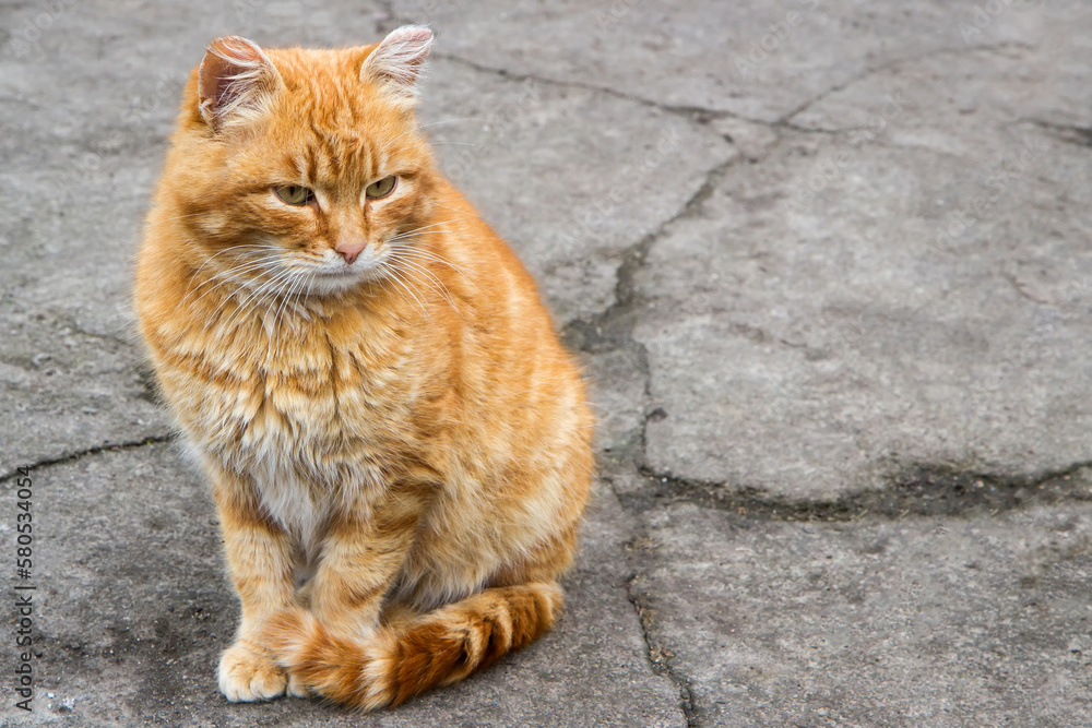 A sad homeless ginger cat sits on cracked asphalt. Adult red cat. Horizontal image with free space. A sad homeless ginger cat sits on cracked asphalt. Adult red cat. Horizontal image with free space.