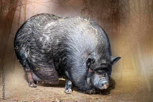 closeup of a pot bellied pig standing in the sunlight photo