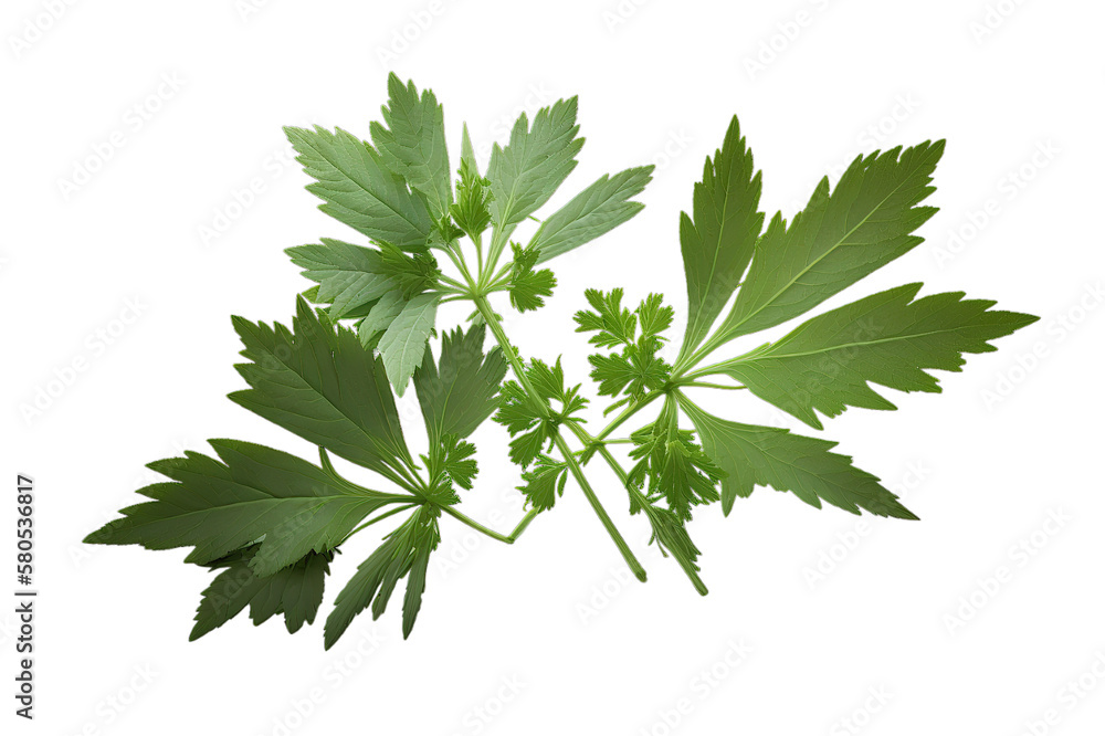Fresh green organic lovage leaves, transparent image without background, isolated, created with Generative AI Fresh green organic lovage leaves, transparent image without background, isolated, created with Generative AI
