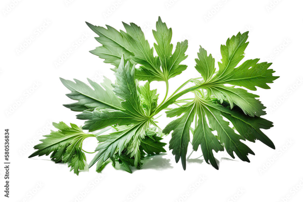 Fototapeta premium Fresh green organic lovage leaves, transparent image without background, isolated, created with Generative AI
