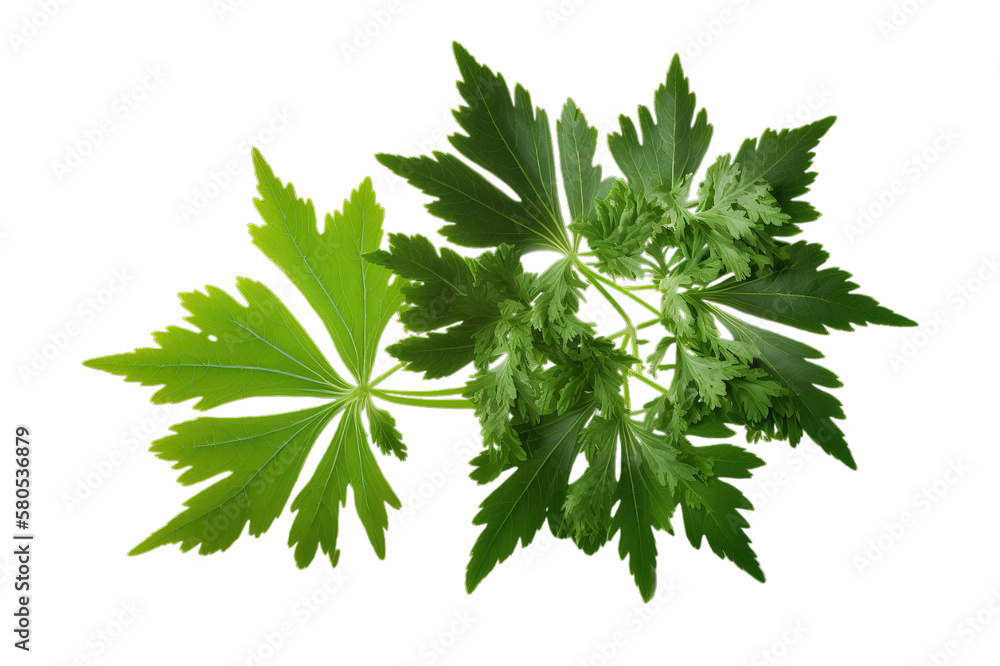Fresh green organic lovage leaves, transparent image without background, isolated, created with Generative AI Fresh green organic lovage leaves, transparent image without background, isolated, created with Generative AI