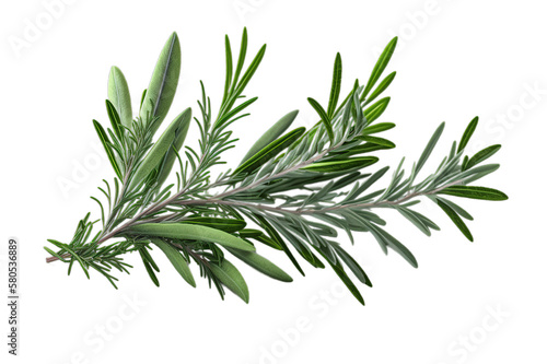 Fresh green organic rosemary leaves  transparent image without background  isolated  created with Generative AI