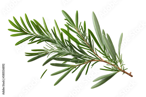 Fresh green organic rosemary leaves, transparent image without background, isolated, created with Generative AI