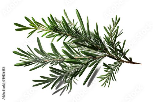 Fresh green organic rosemary leaves  transparent image without background  isolated  created with Generative AI