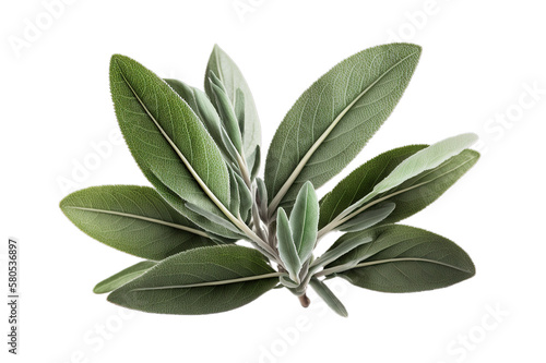 Fresh green organic sage leaves, transparent image without background, isolated, created with Generative AI