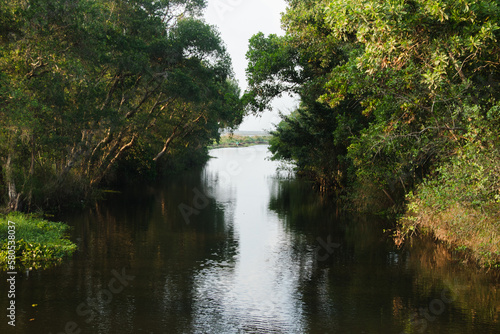 A stream with forests on either side outlet to the sea
