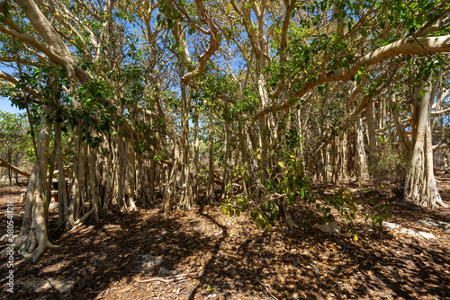Massive banyan fig woodland, with its roots grows so that it forms a small forest and amazing natural scenery. Tsimanampetsotsa national park. Madagascar wilderness landscape.