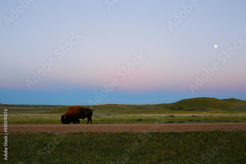 American bison on grassy field against clear sky during sunset