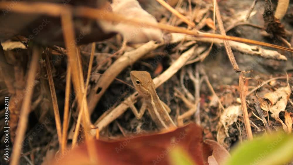 Tropical Oriental Garden Lizard aslo known as Calotes Versicolor 4K Slow Motion Asian Wild Life Concept Footage, Thailand. Tropical Oriental Garden Lizard aslo known as Calotes Versicolor 4K Slow Motion Asian Wild Life Concept Footage, Thailand.