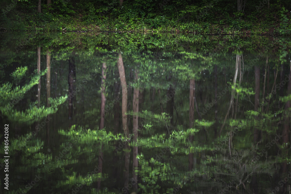 Reflection of trees in lake Reflection of trees in lake