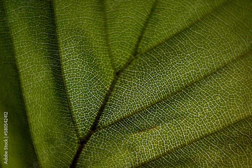 Close-up of green textured leaf