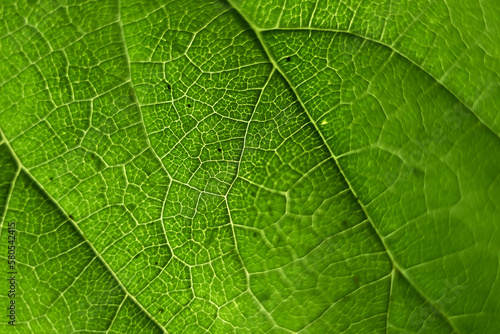 Full frame shot of green leaf