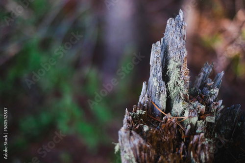 High angle view of moss on damaged wood photo