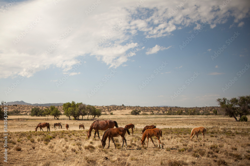 Horses grazing on field against sky Horses grazing on field against sky