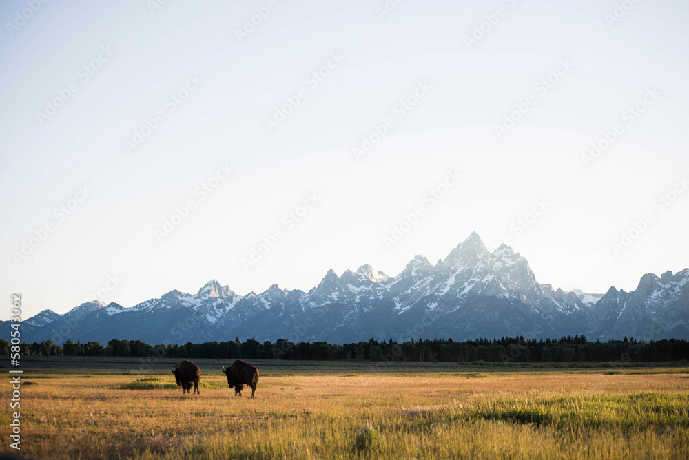 Rear view of American Bisons grazing on grassy field at Grand Teton National Park against mountains Rear view of American Bisons grazing on grassy field at Grand Teton National Park against mountains