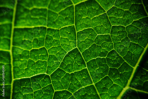Close-up of leaf photo