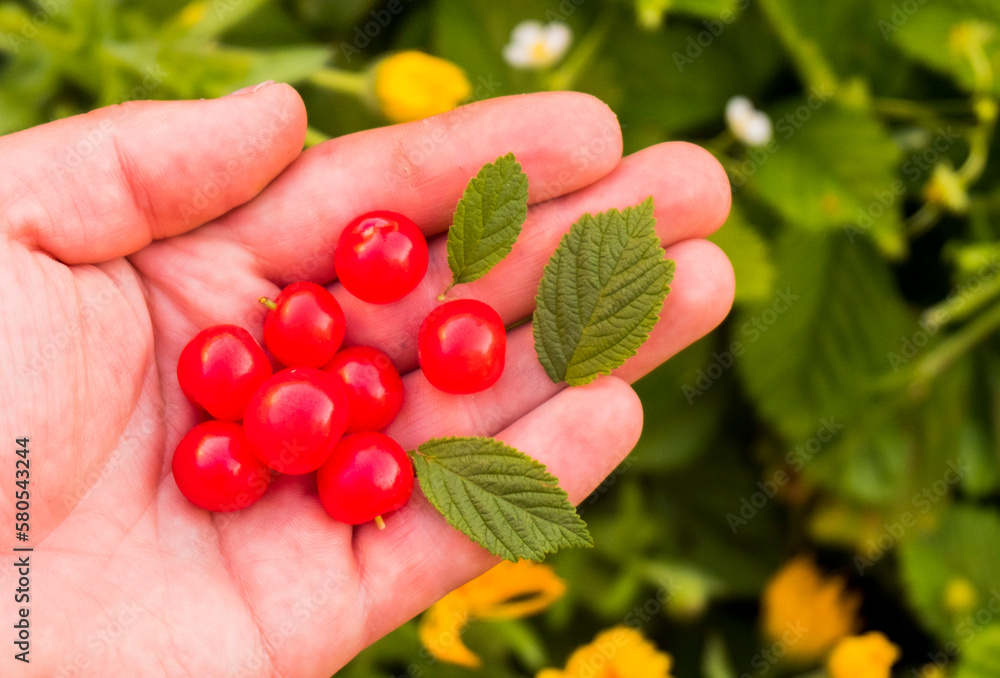 Cropped hand of woman holding cherries at farm Cropped hand of woman holding cherries at farm