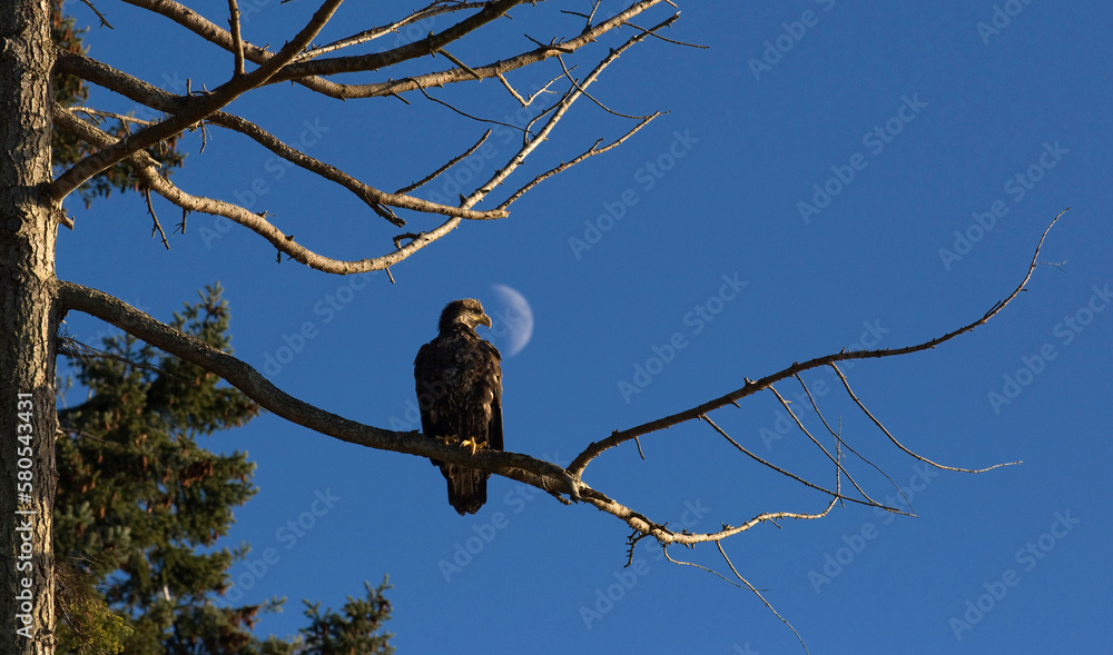 Low angle view of eagle perching on branch against sky Low angle view of eagle perching on branch against sky