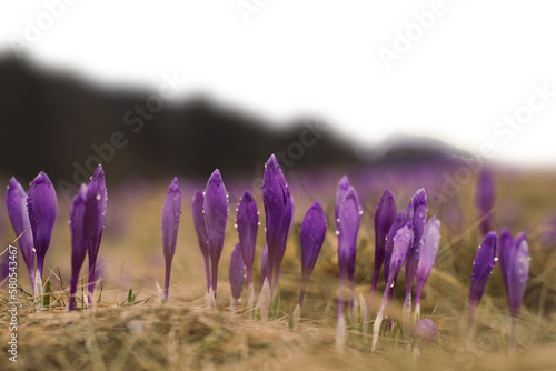 Saffron crocus flower buds with water droplets isolated PNG photo with transparent background