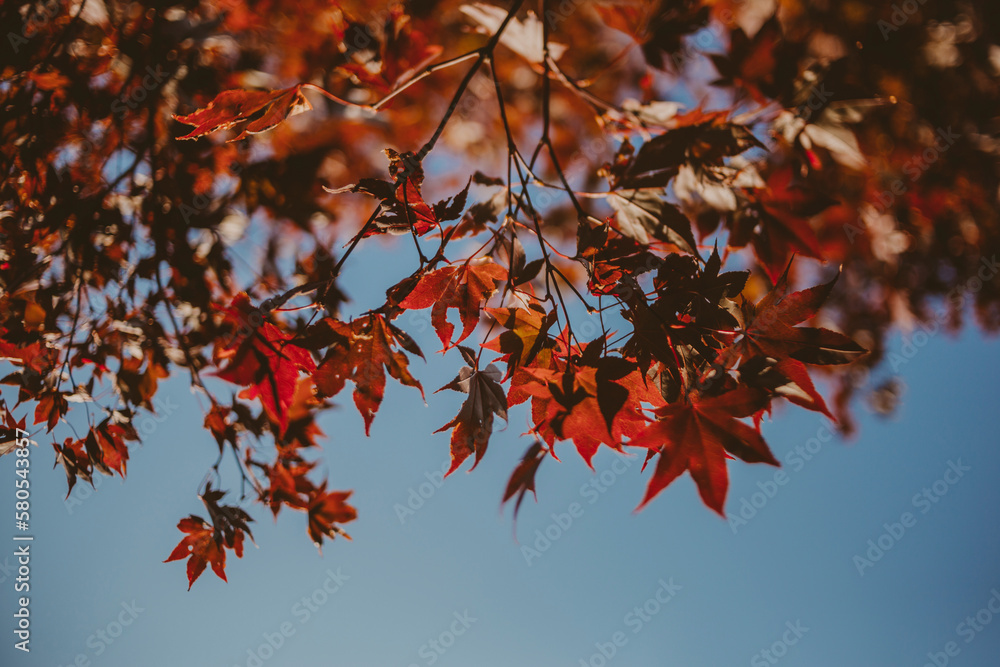 Low angle view of maple leaves on branches against clear sky Low angle view of maple leaves on branches against clear sky