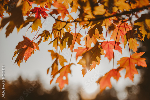 Close-up of maple leaves on branches during autumn