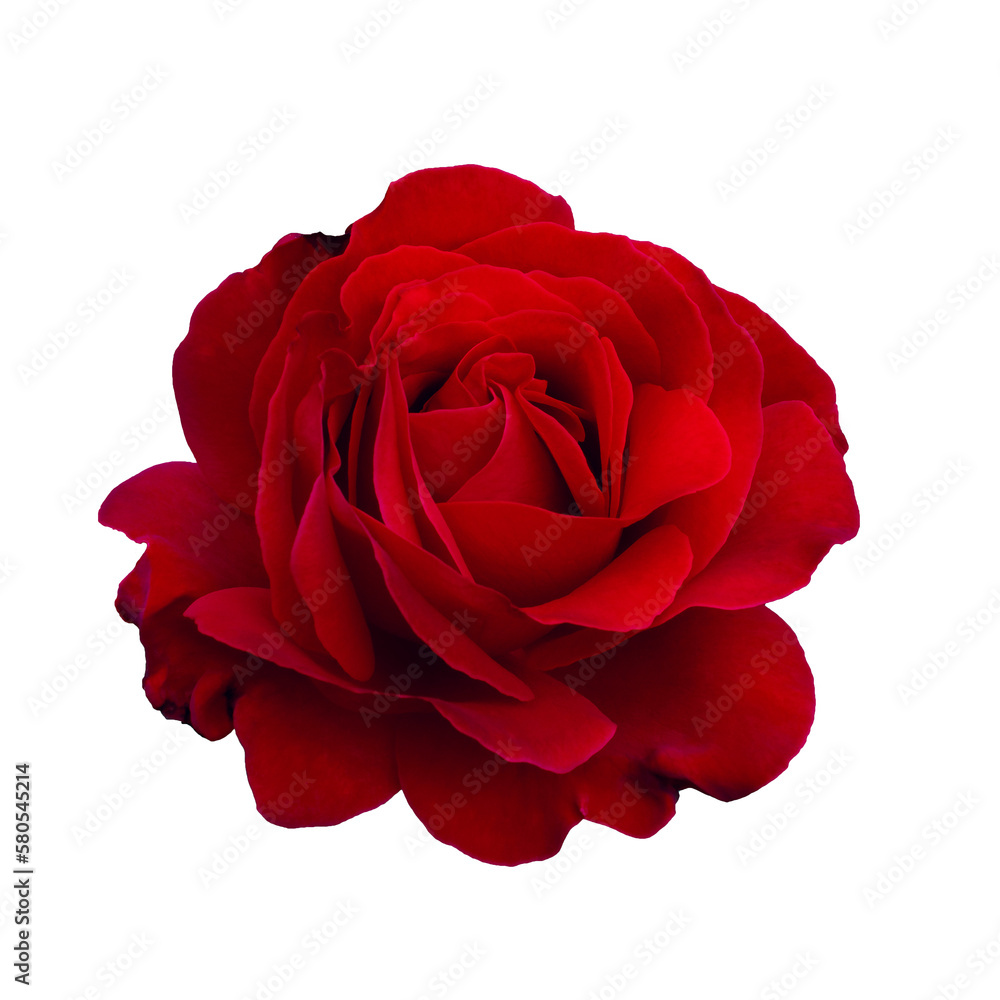 Naklejka premium flower, nobody, rose, single, red, nature, white, isolated, day, beauty, valentines, view, love, petal, macro, plants, romance, bright, full, dark, closeup, color, background, vibrant, plant, frame, s