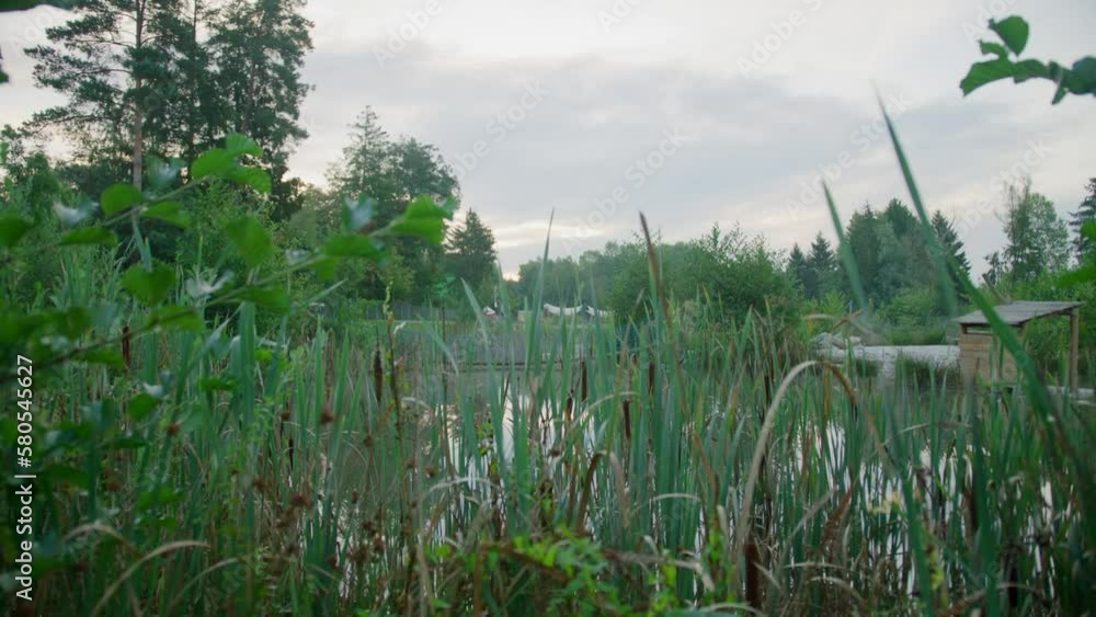 A pond with reed and gardens around A pond with reed and gardens around