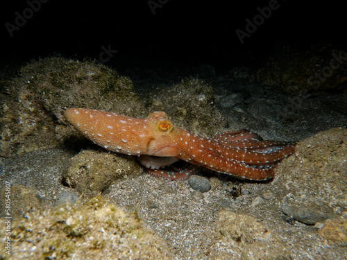 Atlantic white-spotted octopus from Cyprus photo