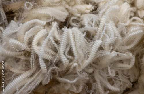 staples of sheep wool (merino)