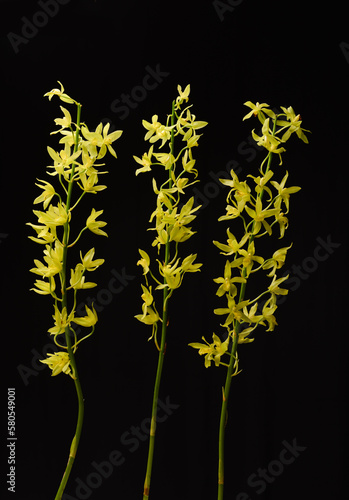 Close-up set of three yellow branch orchid flowers on a black background.