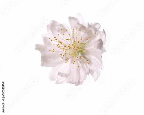 Fototapeta Naklejka Na Ścianę i Meble -  Sakura flower cherry blossom isolated on white background