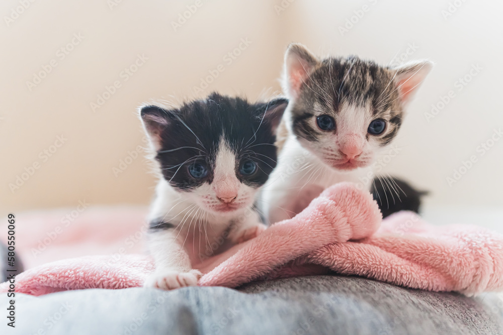 Front view of two newborn kittens with white muzzle looking into the camera. High quality photo Front view of two newborn kittens with white muzzle looking into the camera. High quality photo