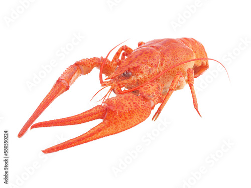 Bolied crayfish isolated on white