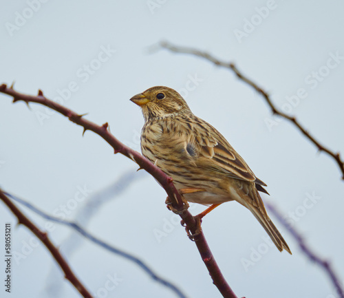 Corn bunting bird © Xalanx