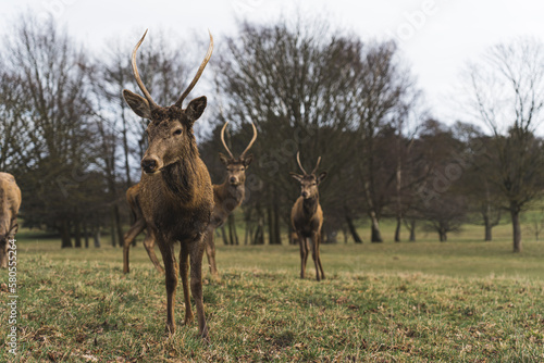 Herds of deer and a range of wildlife roam 500 acres of parkland at Wollaton, which is home to all kinds of habitats, including grassland, wetland and woodland. High quality photo