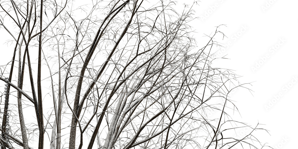 tree branches isolated on white background tree branches isolated on white background