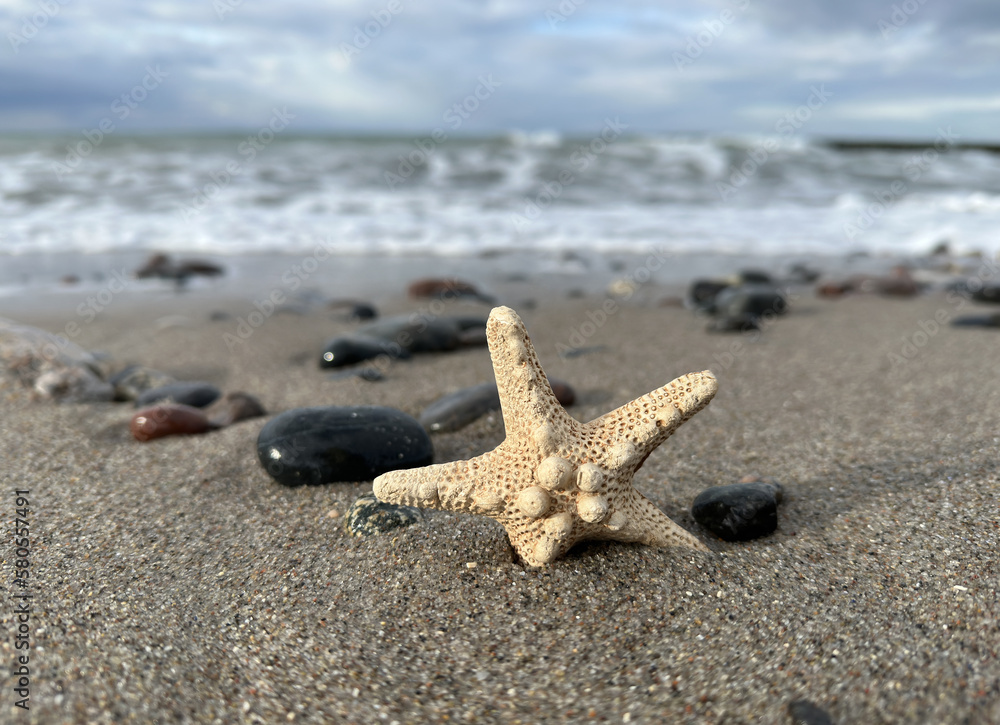 Seestern am Strand an der Ostsee Seestern am Strand an der Ostsee