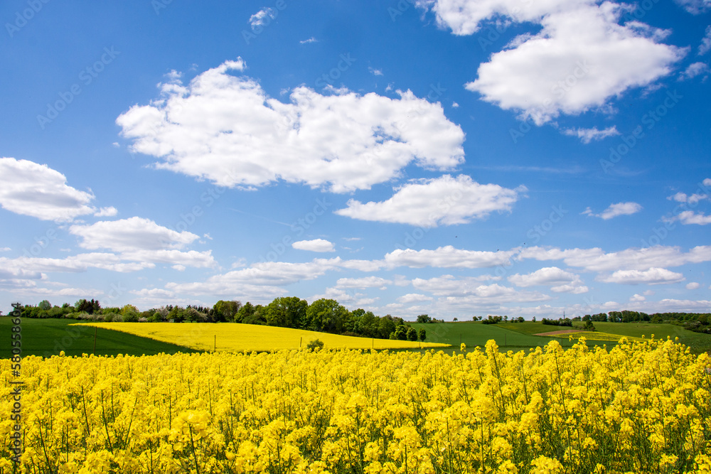Obraz premium Rapsfeld im Frühling