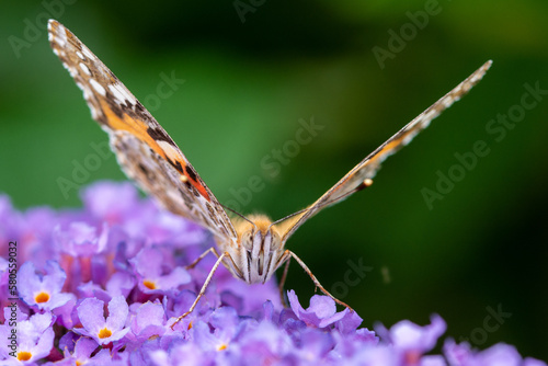Schmetterling © Daniel